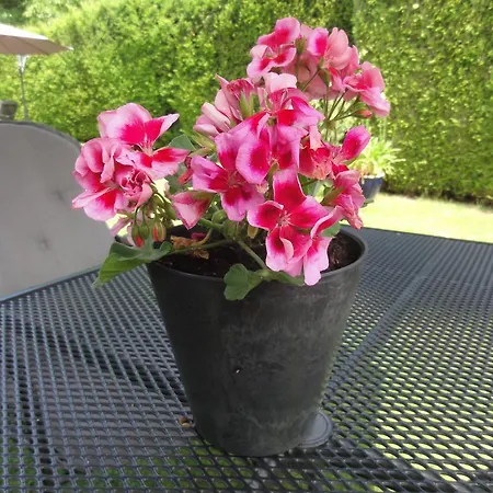 Couette-café Engelenhof 4*