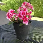 Couette-café Engelenhof 4*