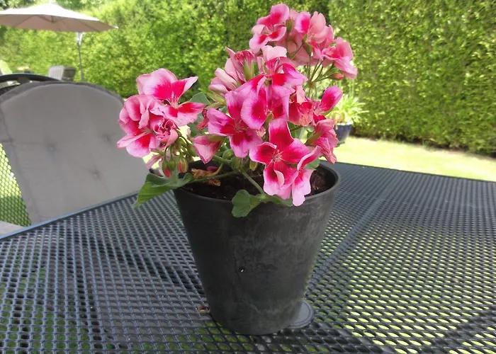 فندق مبيت وإفطار Engelenhof 4*